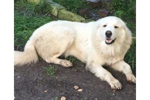Texas Great Pyrenees Rescue