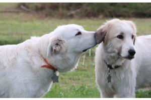 Texas Great Pyrenees Rescue