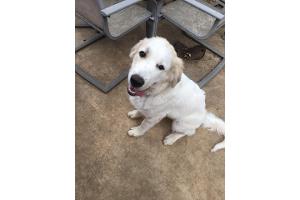 great pyrenees pointer mix